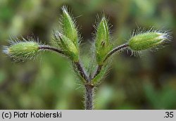 Cerastium brachypetalum (rogownica drobnokwiatowa)