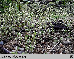 Cerastium brachypetalum (rogownica drobnokwiatowa)