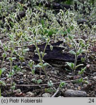 Cerastium brachypetalum (rogownica drobnokwiatowa)