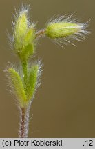 Cerastium brachypetalum (rogownica drobnokwiatowa)