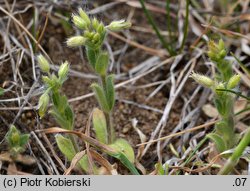 Cerastium brachypetalum (rogownica drobnokwiatowa)