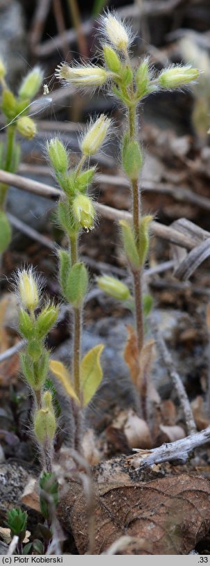 Cerastium brachypetalum (rogownica drobnokwiatowa)