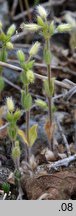 Cerastium brachypetalum (rogownica drobnokwiatowa)