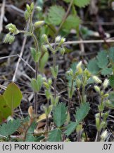 Cerastium brachypetalum (rogownica drobnokwiatowa)