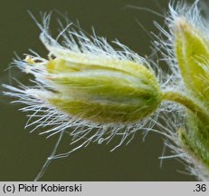 Cerastium brachypetalum (rogownica drobnokwiatowa)