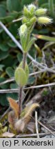 Cerastium brachypetalum (rogownica drobnokwiatowa)