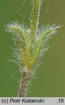 Cerastium brachypetalum (rogownica drobnokwiatowa)