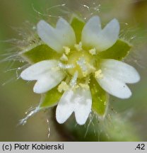 Cerastium brachypetalum (rogownica drobnokwiatowa)