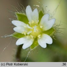 Cerastium brachypetalum (rogownica drobnokwiatowa)