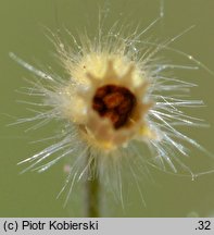 Cerastium brachypetalum (rogownica drobnokwiatowa)