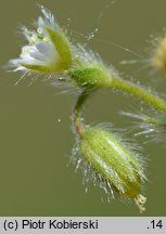 Cerastium brachypetalum (rogownica drobnokwiatowa)