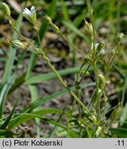 Cerastium dubium (rogownica lepka)