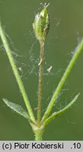 Cerastium dubium (rogownica lepka)