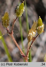 Cerastium dubium (rogownica lepka)