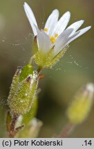 Cerastium dubium (rogownica lepka)