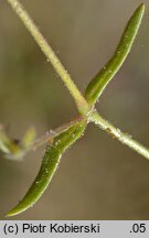 Cerastium dubium (rogownica lepka)