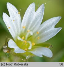 Cerastium dubium (rogownica lepka)