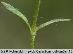 Cerastium dubium (rogownica lepka)