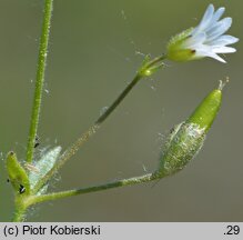 Cerastium dubium (rogownica lepka)