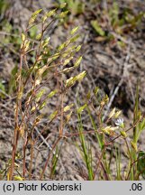 Cerastium dubium (rogownica lepka)