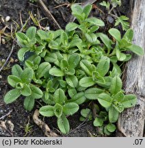 Cerastium glomeratum (rogownica skupiona)