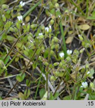 Cerastium glutinosum (rogownica murawowa)