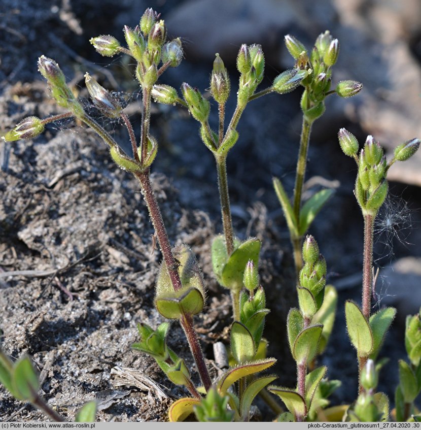 Cerastium glutinosum (rogownica murawowa)