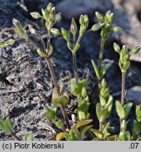 Cerastium glutinosum (rogownica murawowa)