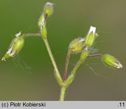 Cerastium glutinosum (rogownica murawowa)