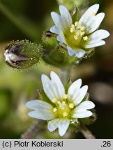 Cerastium glutinosum (rogownica murawowa)