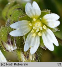 Cerastium glutinosum (rogownica murawowa)