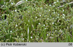 Cerastium glutinosum (rogownica murawowa)