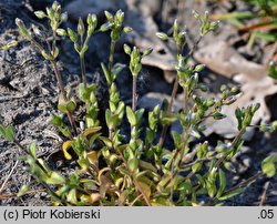 Cerastium glutinosum (rogownica murawowa)