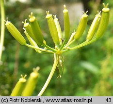 Chaerophyllum bulbosum (świerząbek bulwiasty)