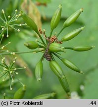 Chaerophyllum temulum (świerząbek gajowy)