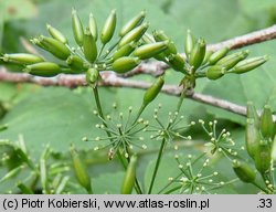 Chaerophyllum temulum (świerząbek gajowy)