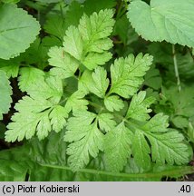 Chaerophyllum temulum (świerząbek gajowy)