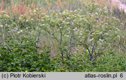 Chaerophyllum bulbosum (świerząbek bulwiasty)