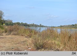 Chaiturus marrubiastrum (szczeciogon szantowaty)