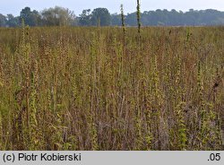 Chaiturus marrubiastrum (szczeciogon szantowaty)