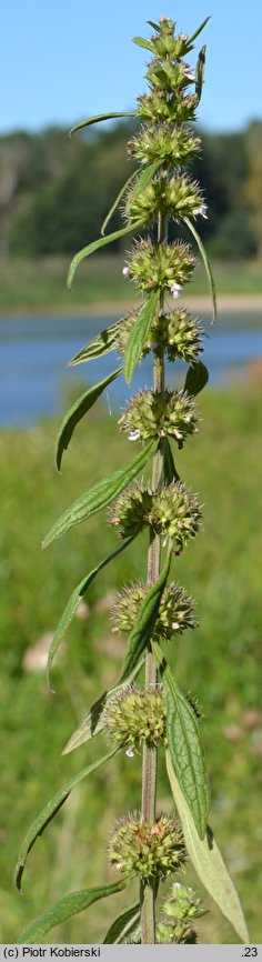 Chaiturus marrubiastrum (szczeciogon szantowaty)