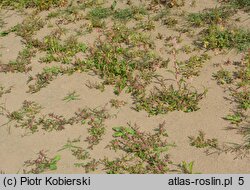 Chenopodietum rubri - zespół komosy sinej i czerwonawej