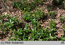 Chimaphila umbellata (pomocnik baldaszkowy)