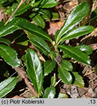 Chimaphila umbellata (pomocnik baldaszkowy)