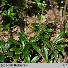 Chimaphila umbellata (pomocnik baldaszkowy)