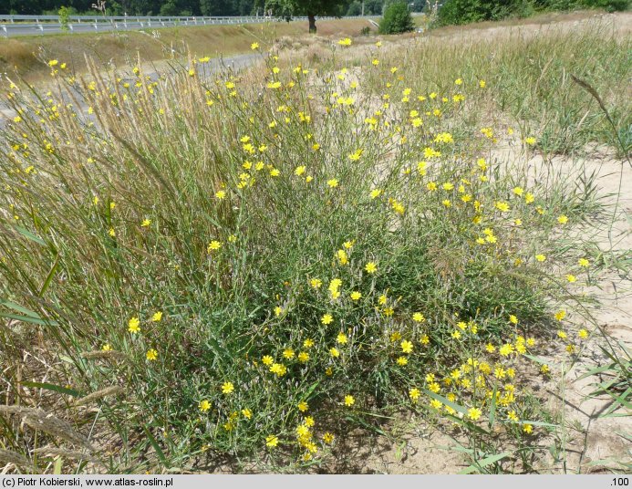 Chondrilla juncea (chondrilla sztywna)