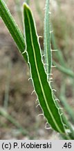 Chondrilla juncea (chondrilla sztywna)