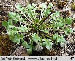 Teesdalea nudicaulis (chroszcz nagołodygowy)