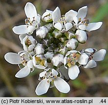 Teesdalea nudicaulis (chroszcz nagołodygowy)