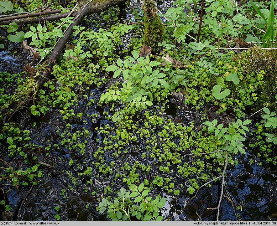 Chrysosplenium oppositifolium (śledziennica naprzeciwlistna)